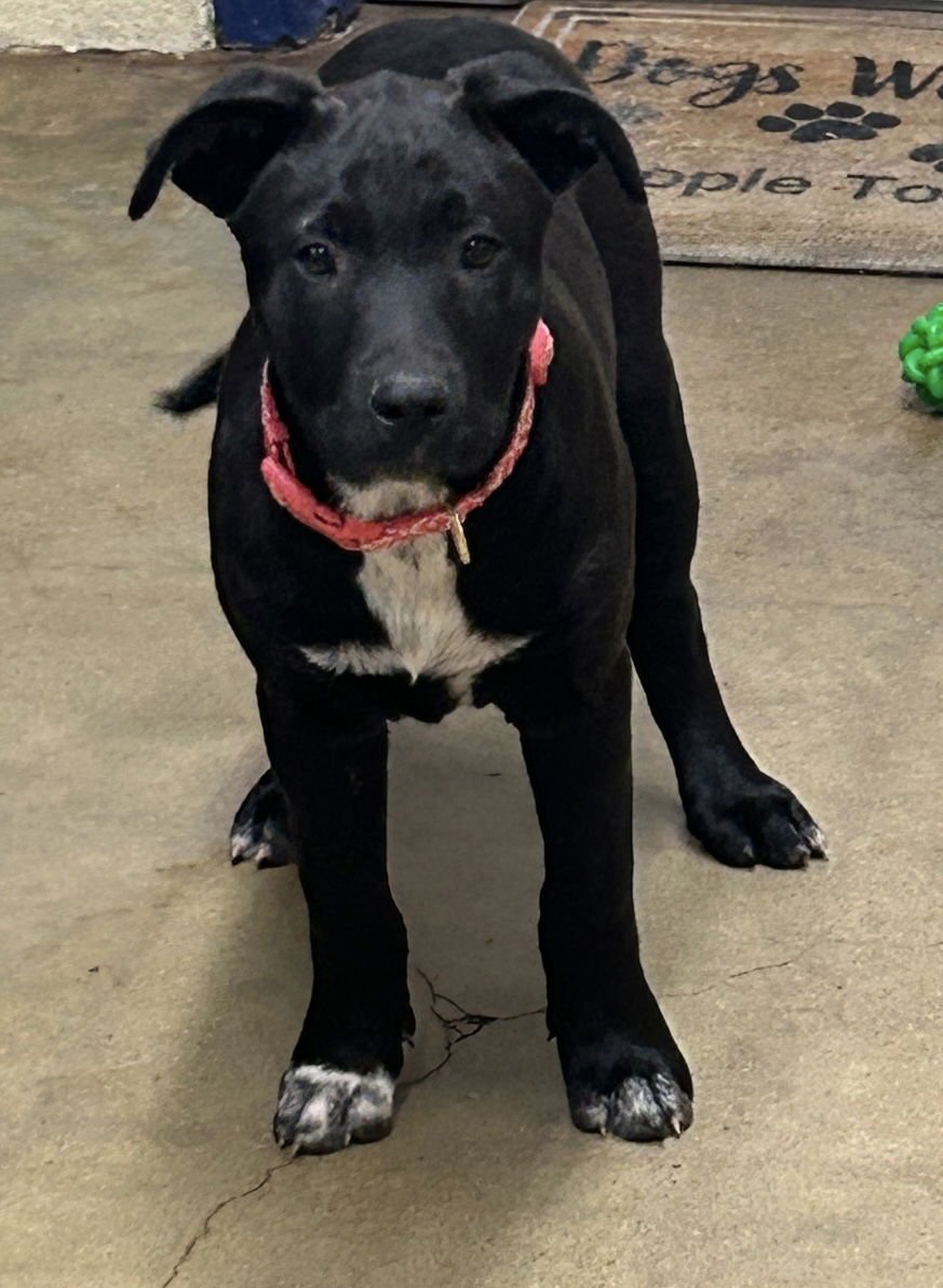 ANNABELLE LONESTAR - Labrador Retriever / Belgian Shepherd Malinois available for adoption