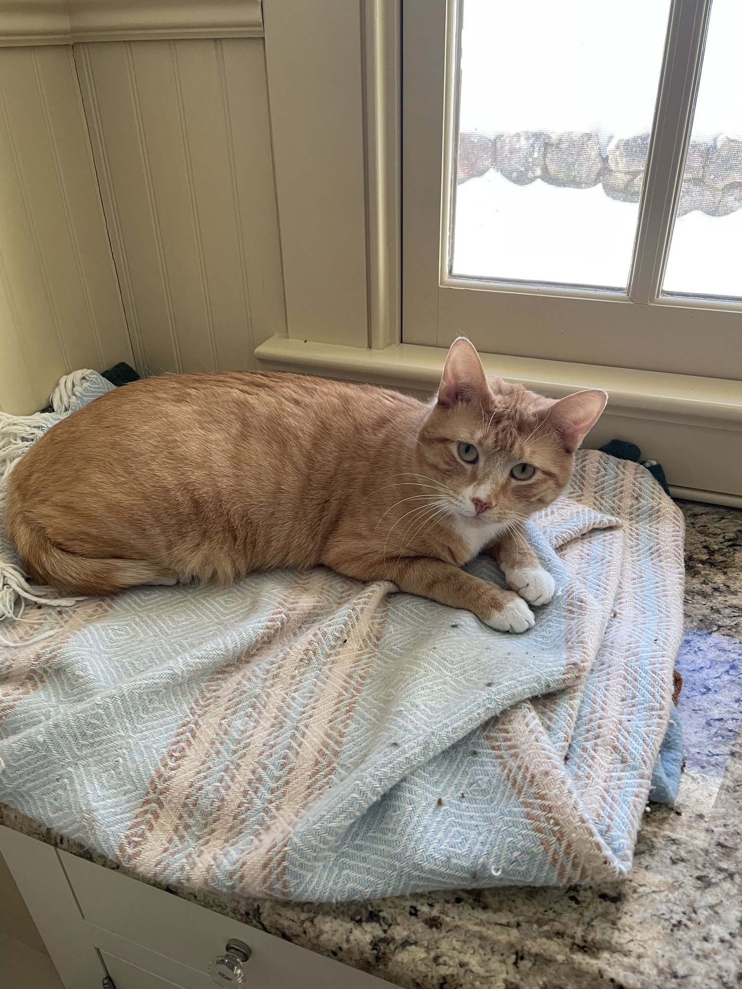 PETEY - Domestic Short Hair available for adoption