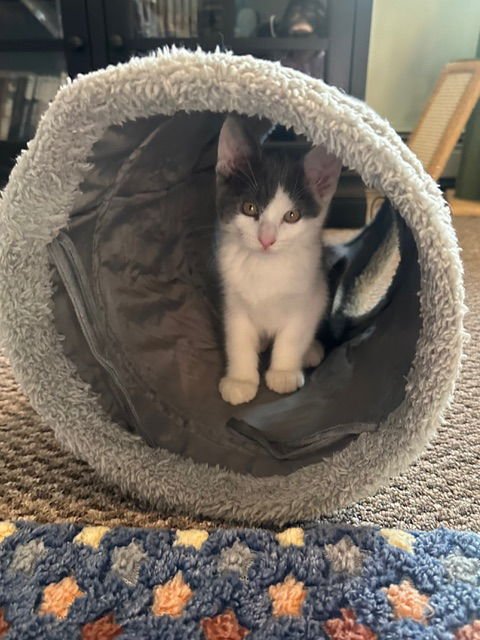 MADISON'S JERRY KITTEN - Domestic Short Hair available for adoption