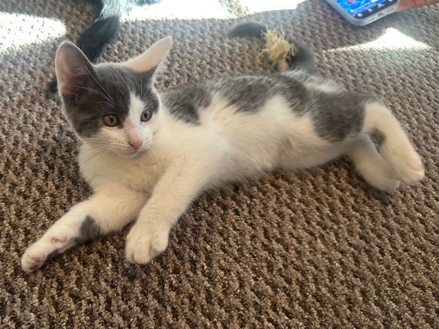 Madison's Jerry KITTEN - Photo 3