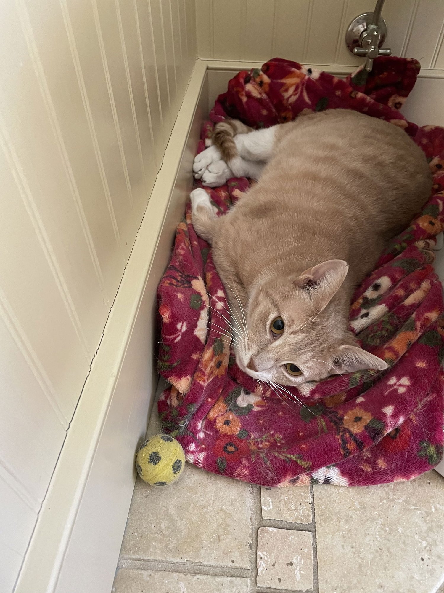 FRED - Domestic Short Hair available for adoption