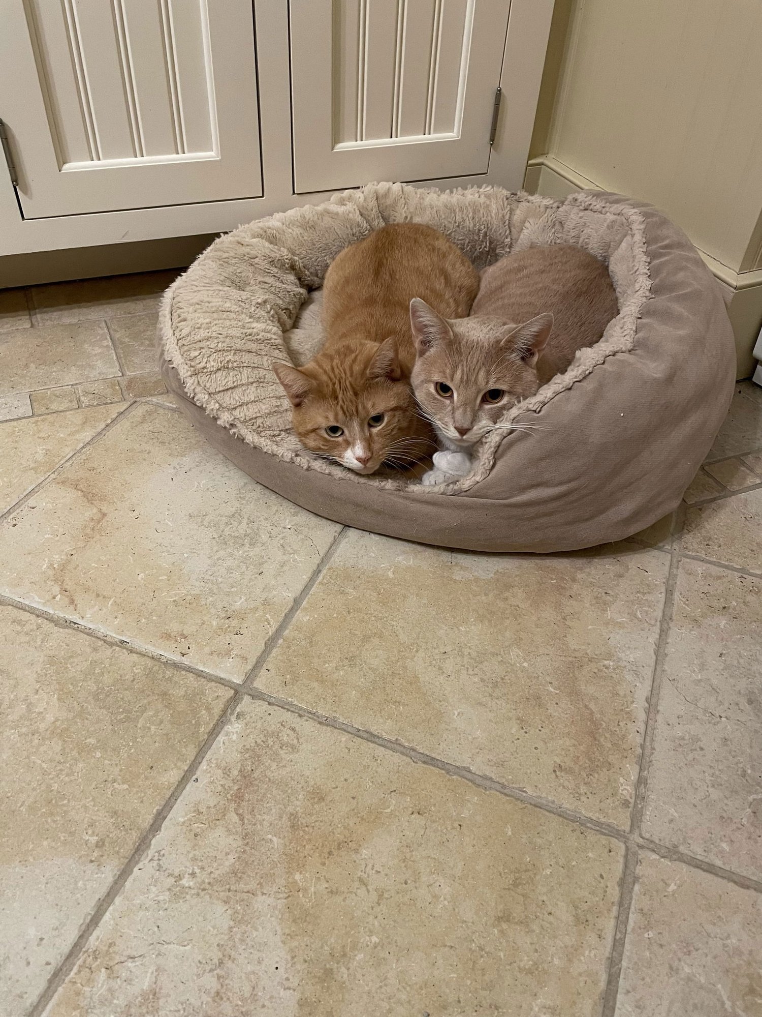 FRED - Domestic Short Hair available for adoption