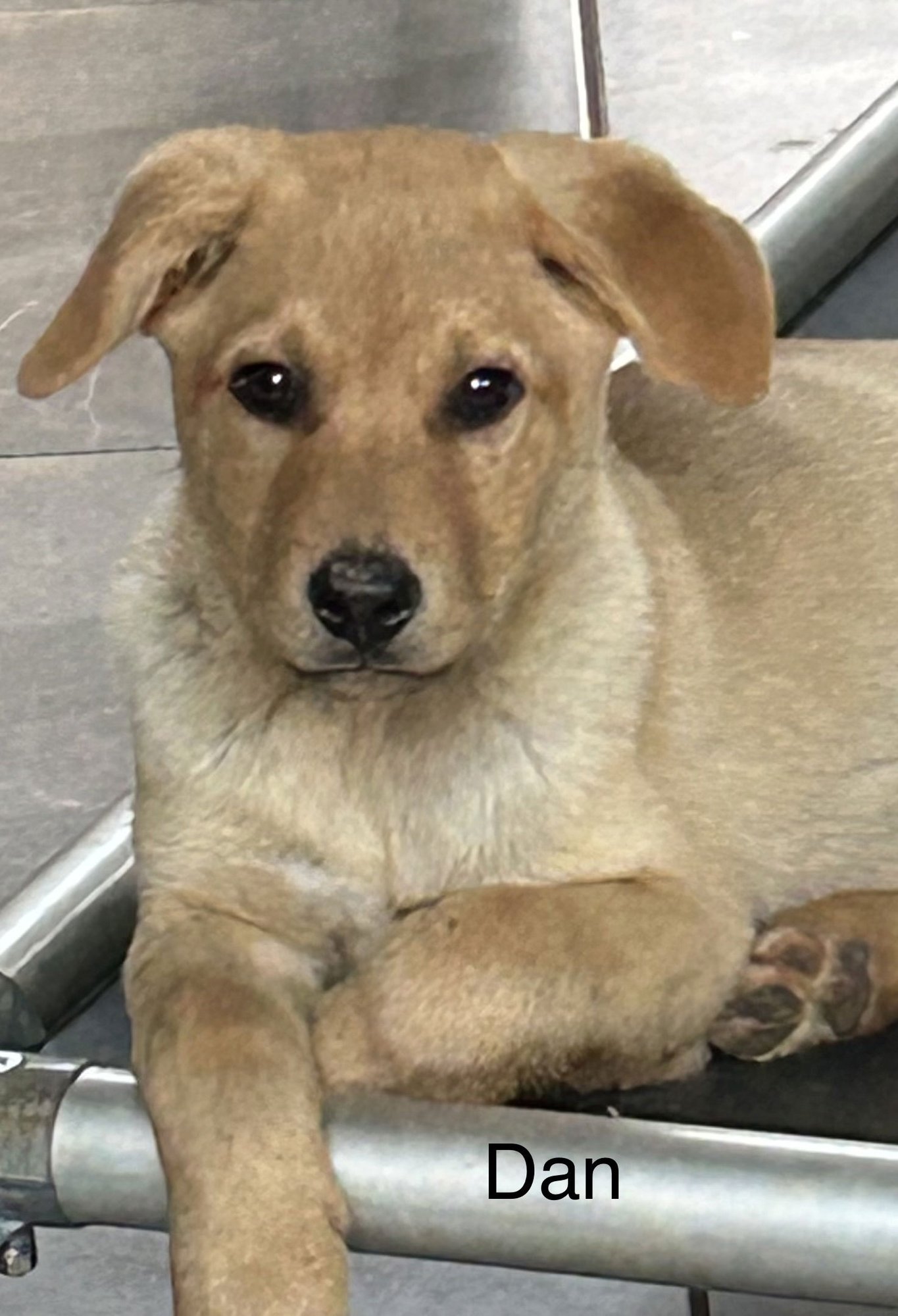 DAN LONESTAR - Labrador Retriever available for adoption