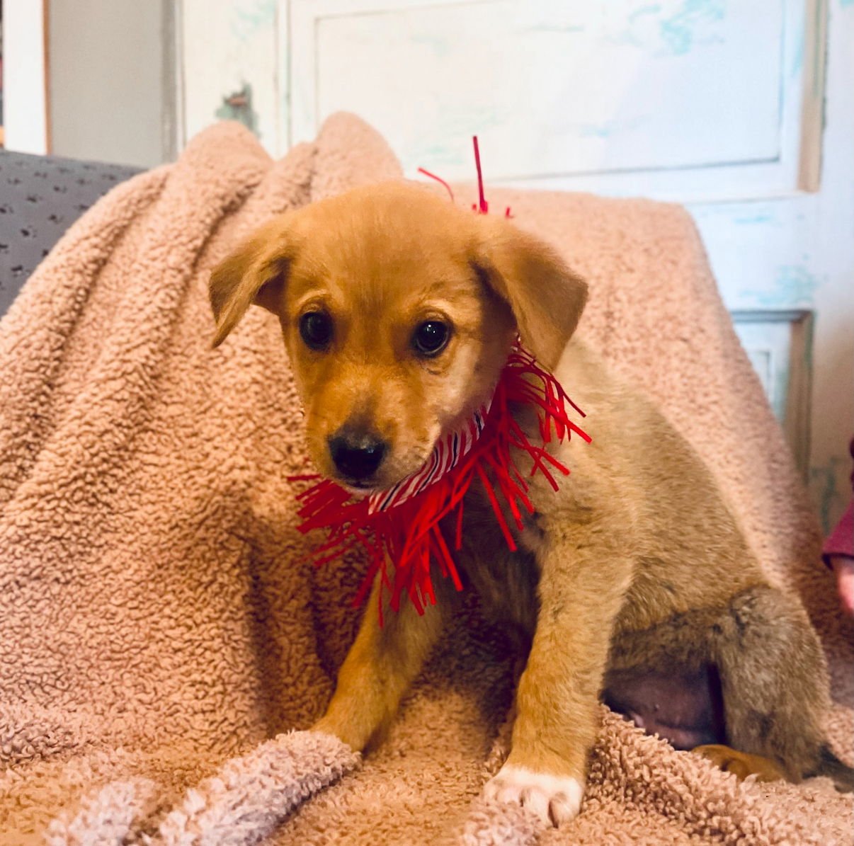 DAN LONESTAR - Labrador Retriever available for adoption