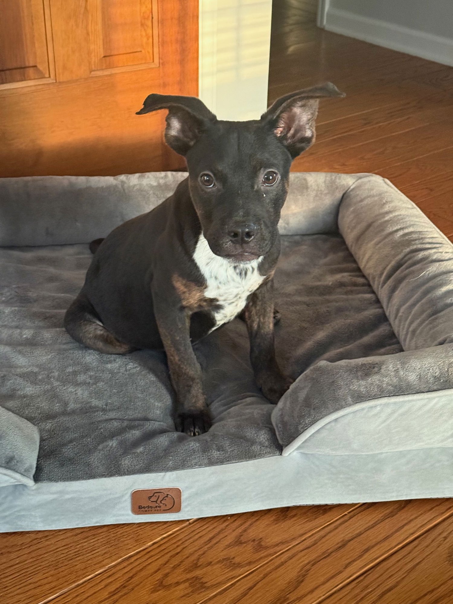 POPPET’S PACINO LOUISIANA - Cattle Dog / Mountain Cur available for adoption