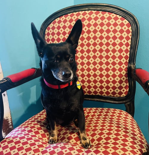 PINK LONESTAR* - Chihuahua available for adoption