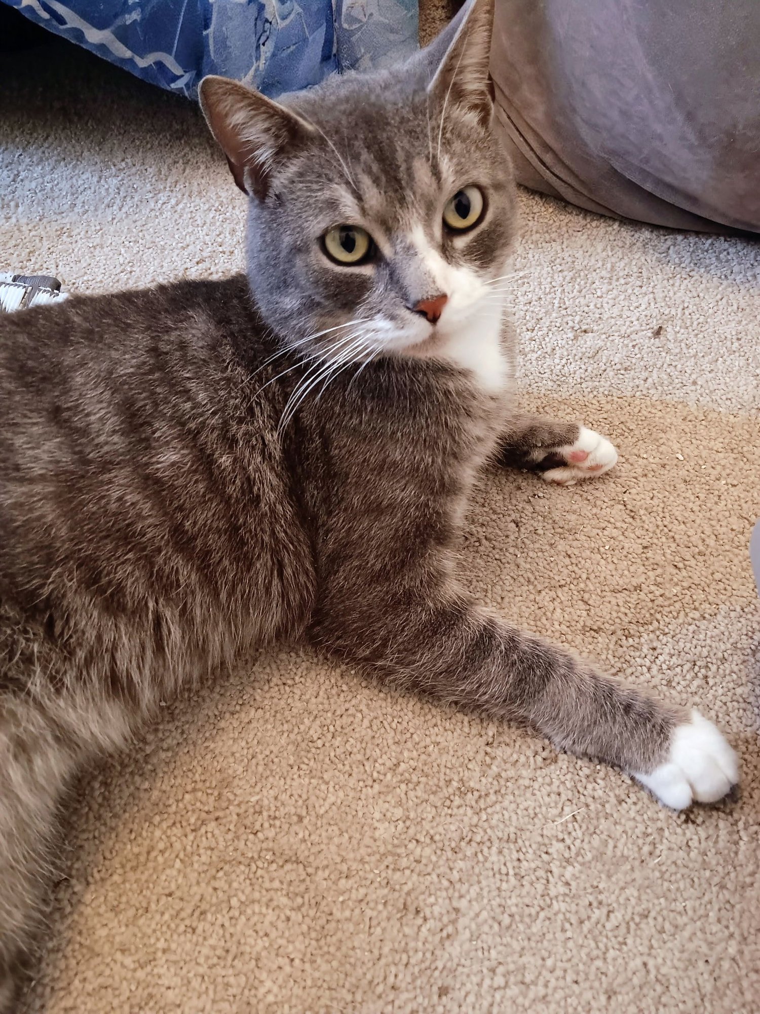 BOOTS RM - Domestic Short Hair available for adoption