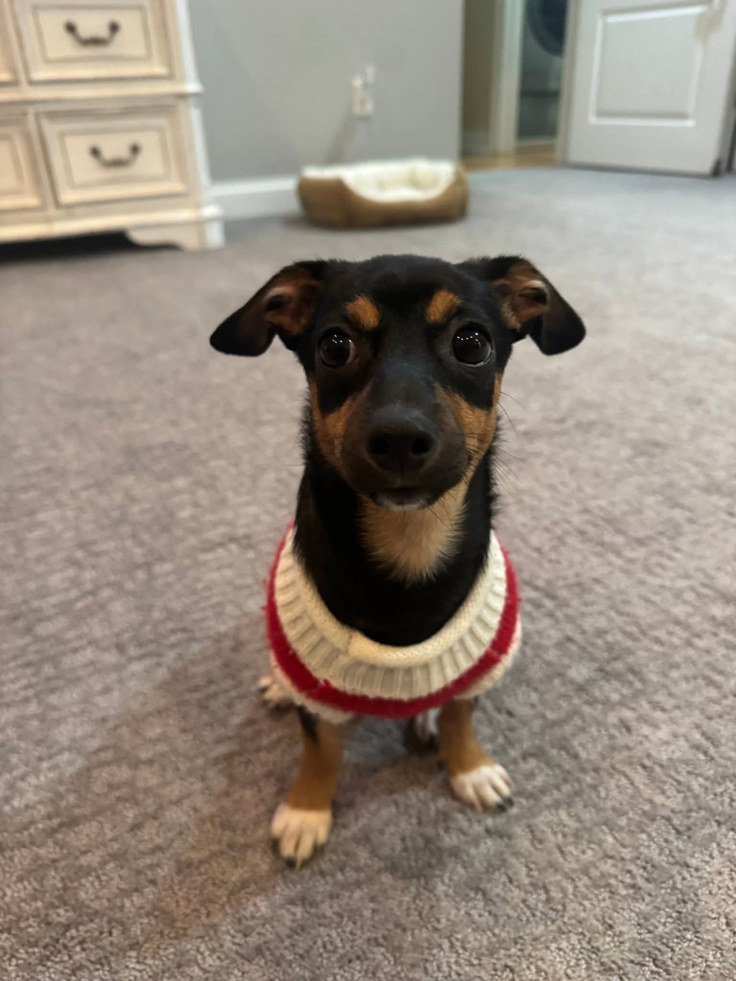 RAVEN ROGERS - Jack Russell Terrier / Rat Terrier available for adoption