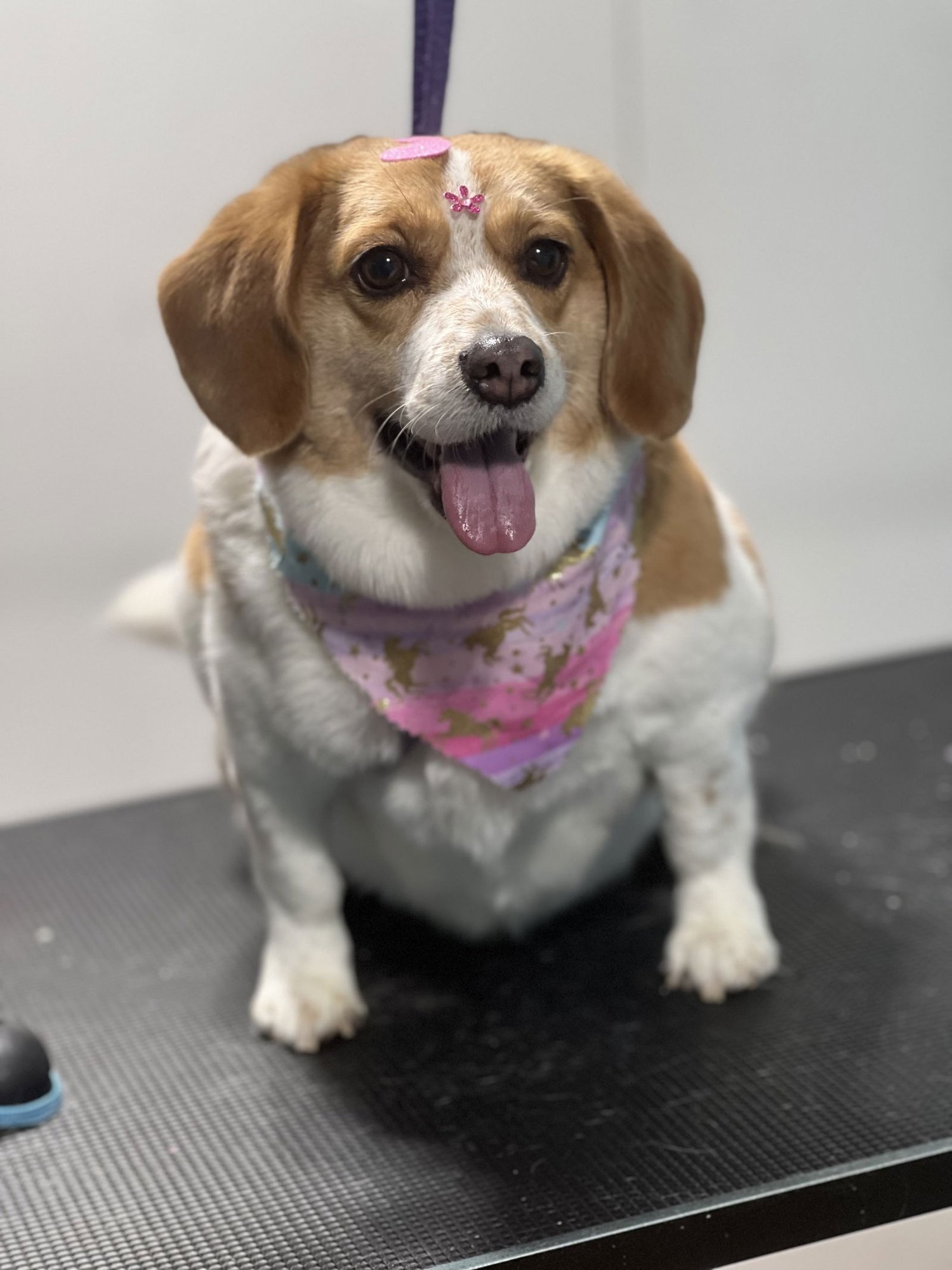 BELLA NJ - Beagle / Corgi available for adoption