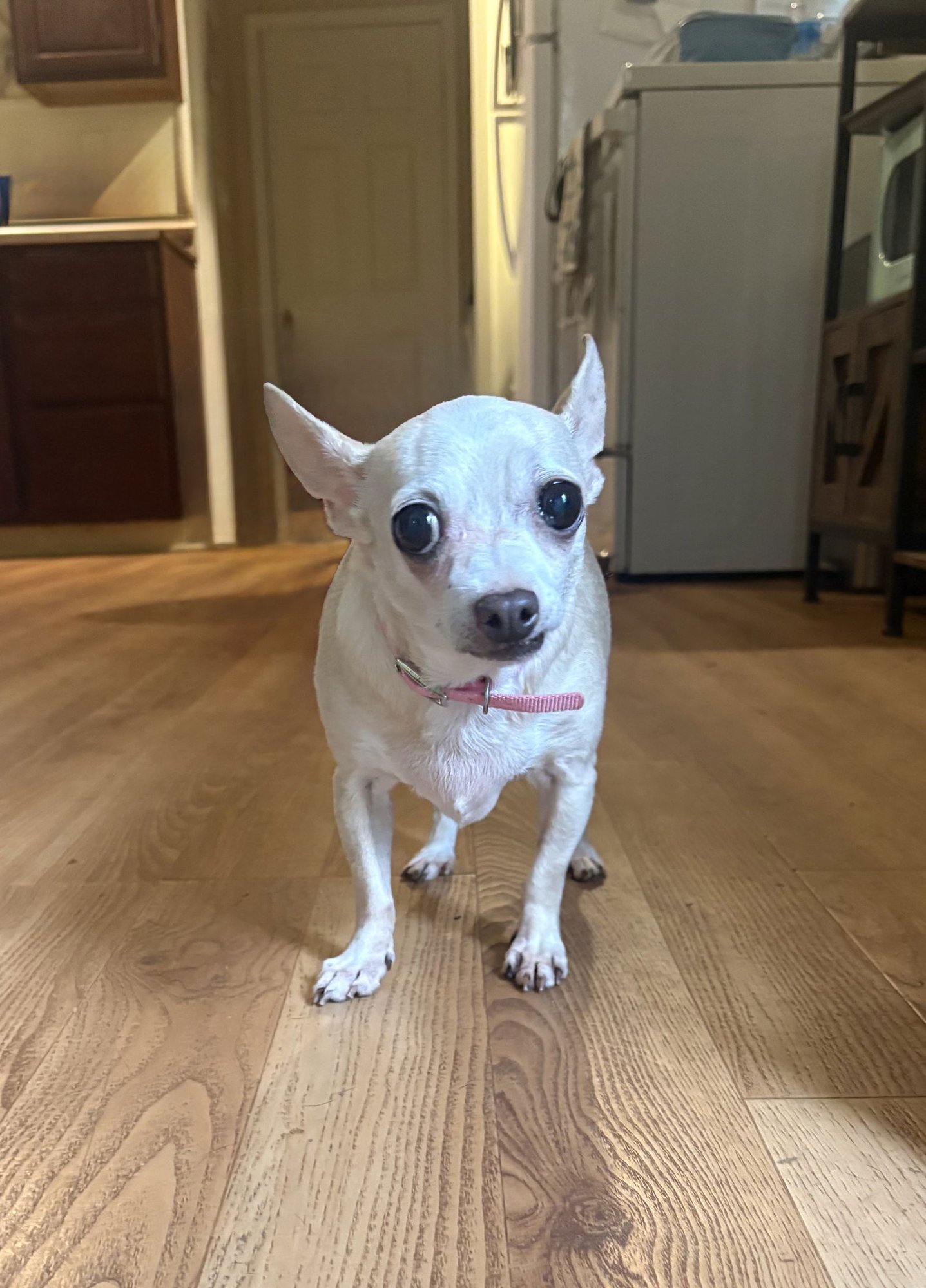 JASMINE - Chihuahua available for adoption