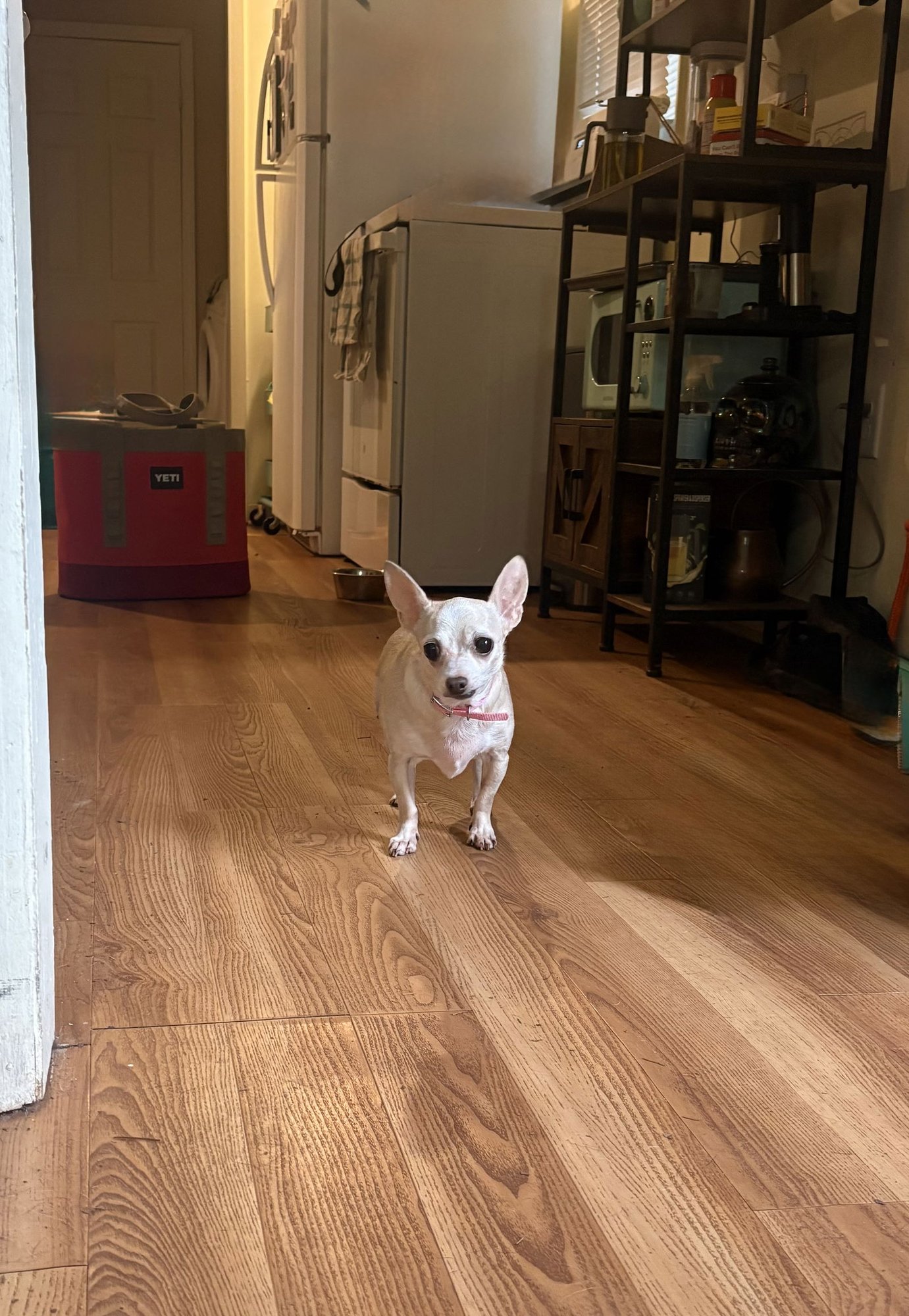 JASMINE - Chihuahua available for adoption