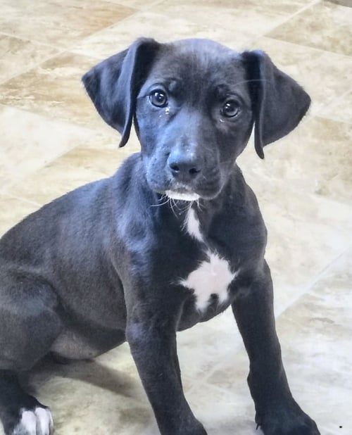 PUMPKIN - Labrador Retriever available for adoption