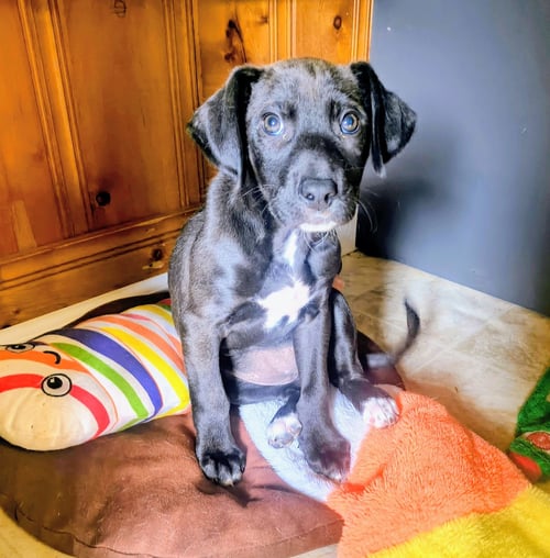 PUMPKIN - Labrador Retriever available for adoption