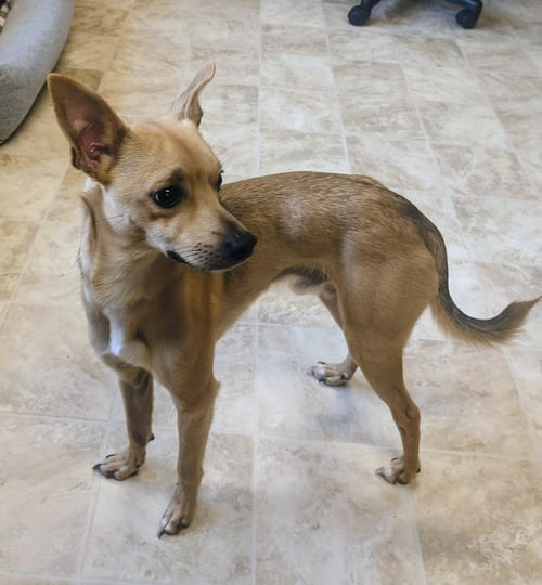 MILO - Chihuahua available for adoption