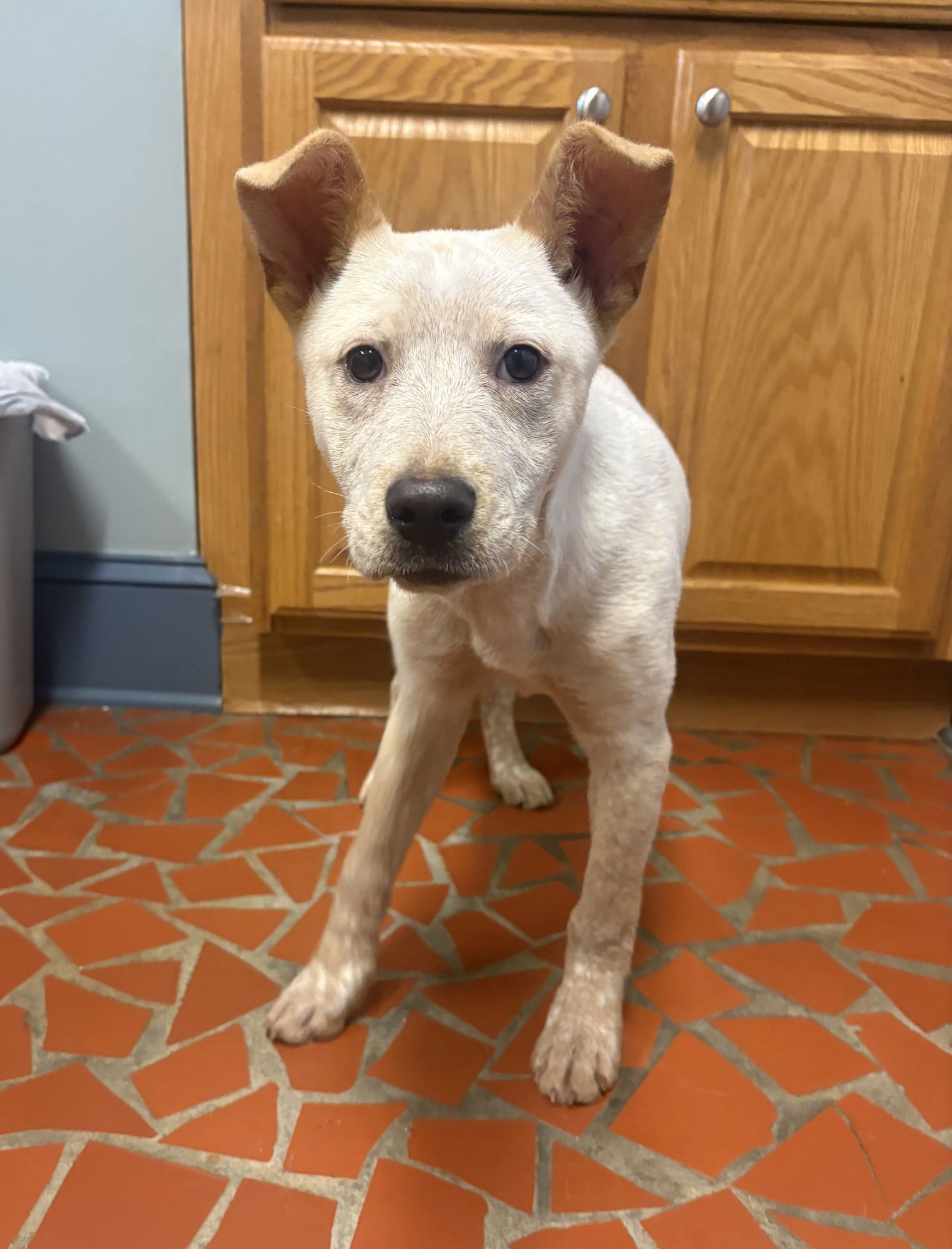 CARMEN - Cattle Dog available for adoption