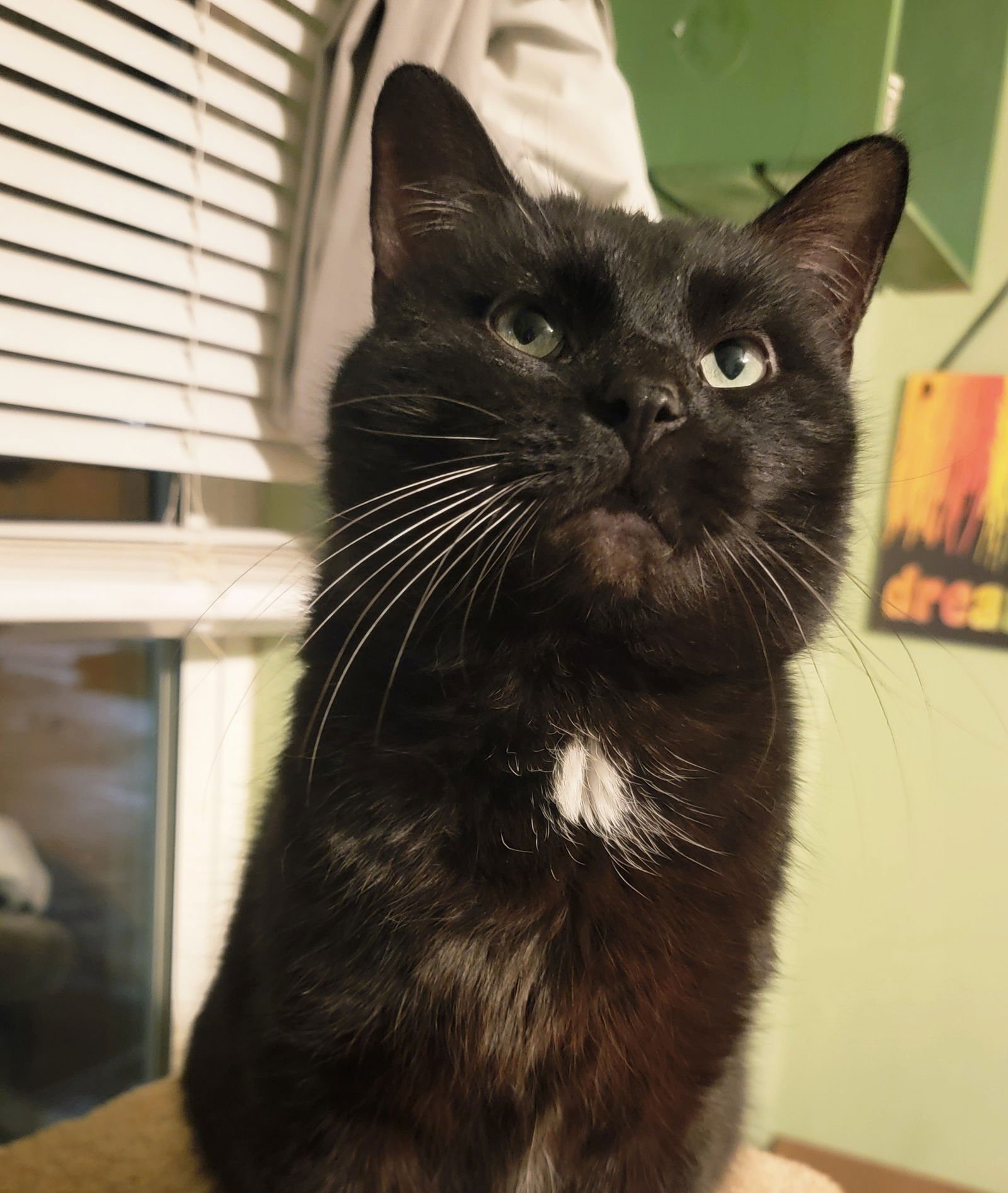 PLUTO (AVAILABLE 2/10/26) - Domestic Medium Hair available for adoption