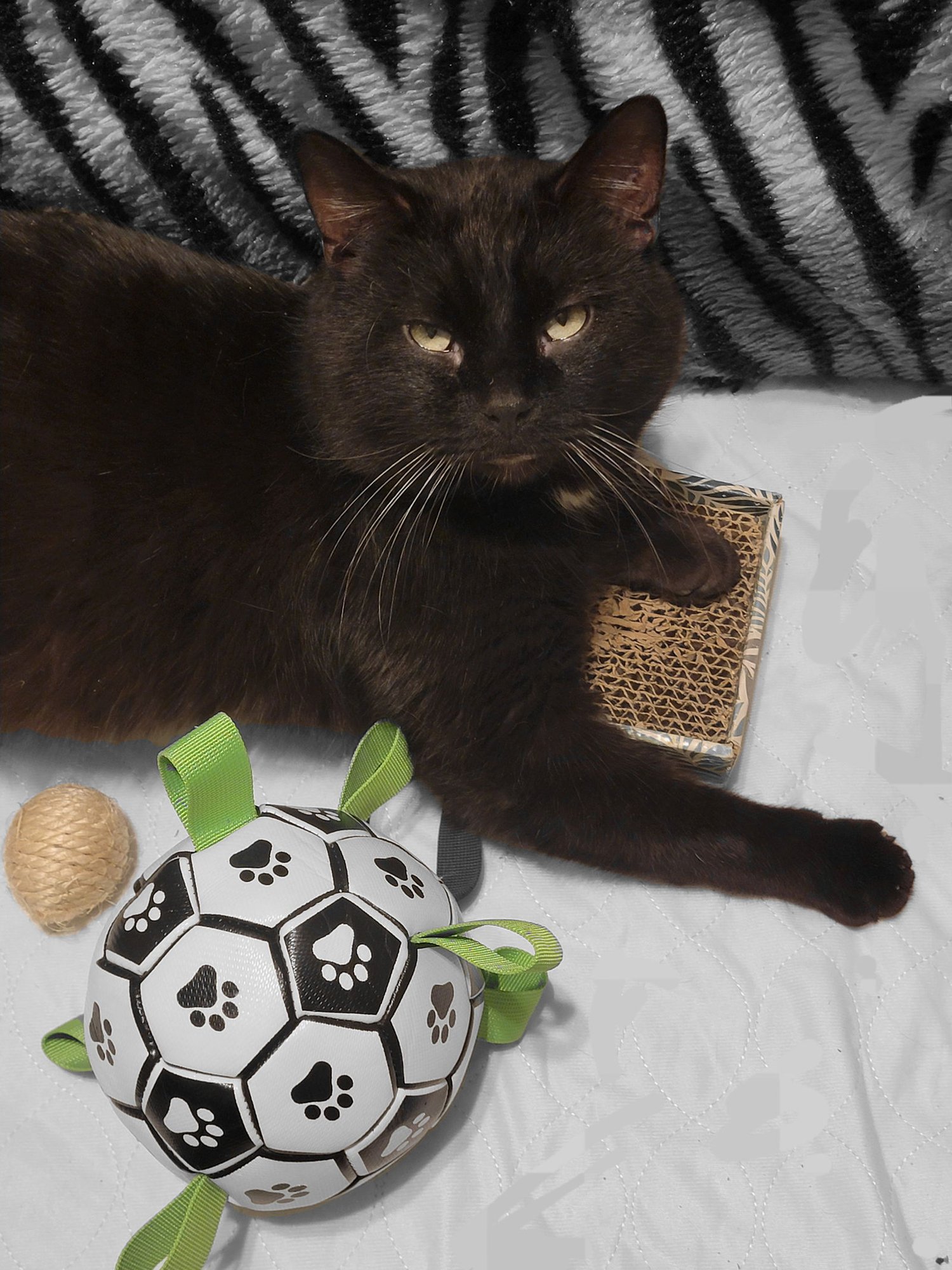 Pluto (Available 2/10/26) - Photo 3