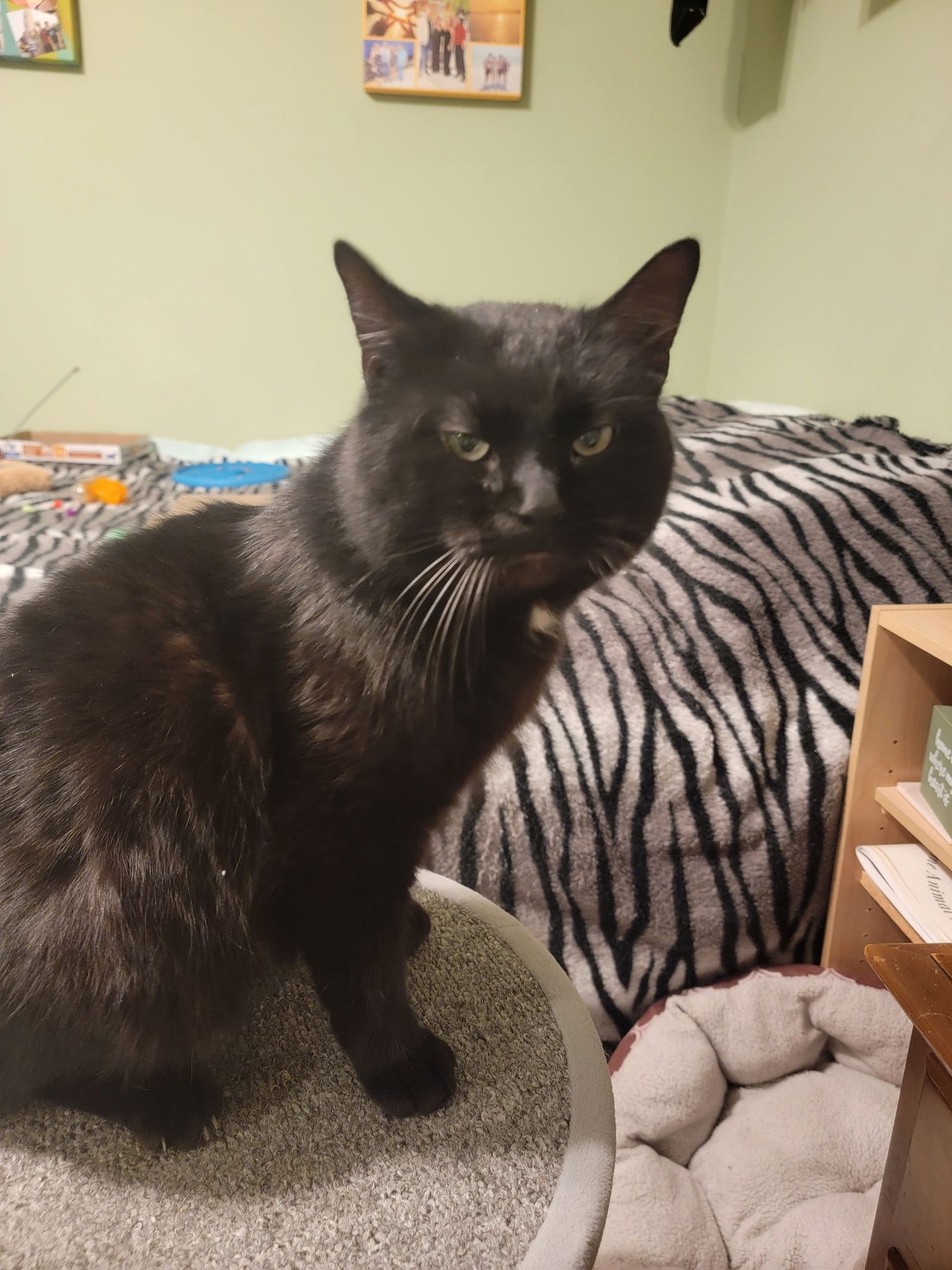 Pluto (Available 2/10/26) - Photo 4