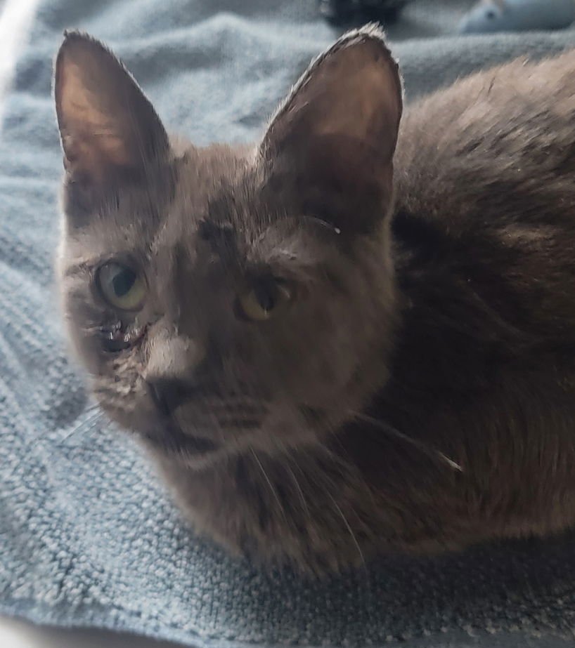 FIDGET - Domestic Short Hair available for adoption