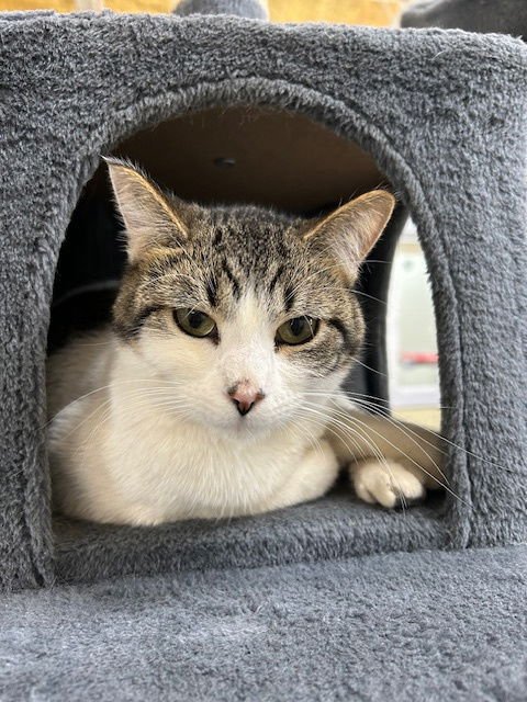 JACK - Domestic Short Hair available for adoption