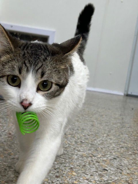 JACK - Domestic Short Hair available for adoption