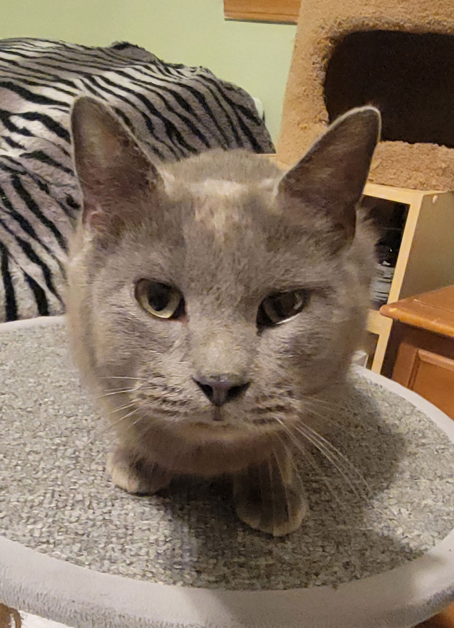 DAISY (BONDED W/MIRABEL AVAILABLE 2/10/26) - Domestic Short Hair available for adoption