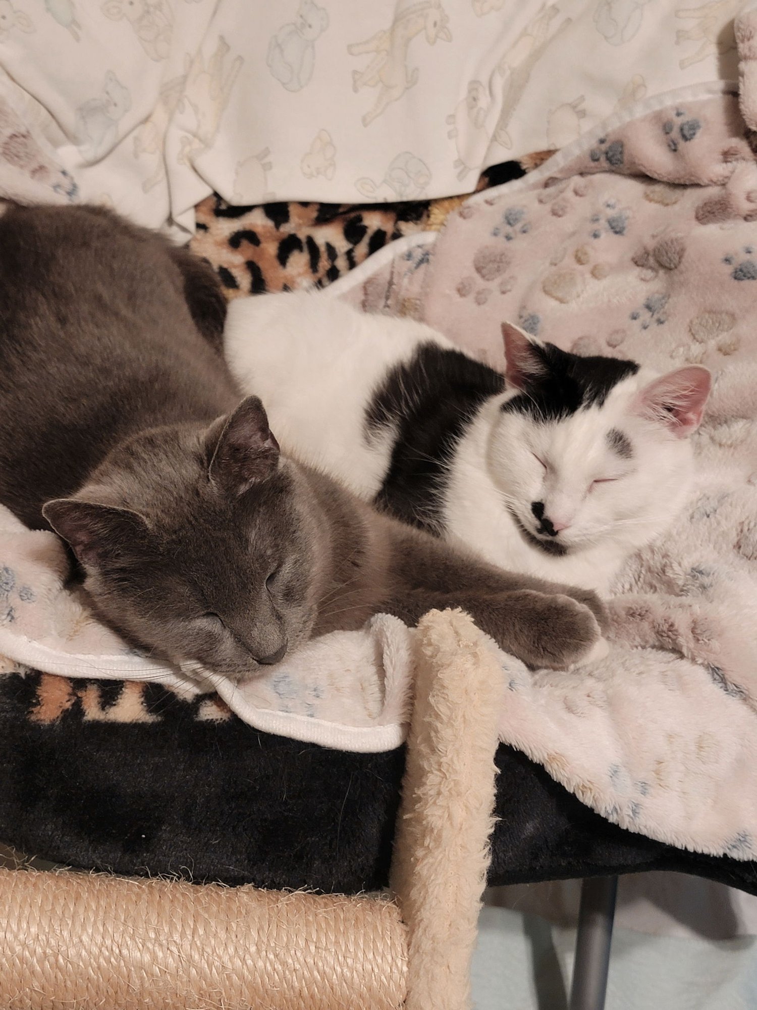 Daisy (Bonded w/Mirabel Available 2/10/26) - Photo 4