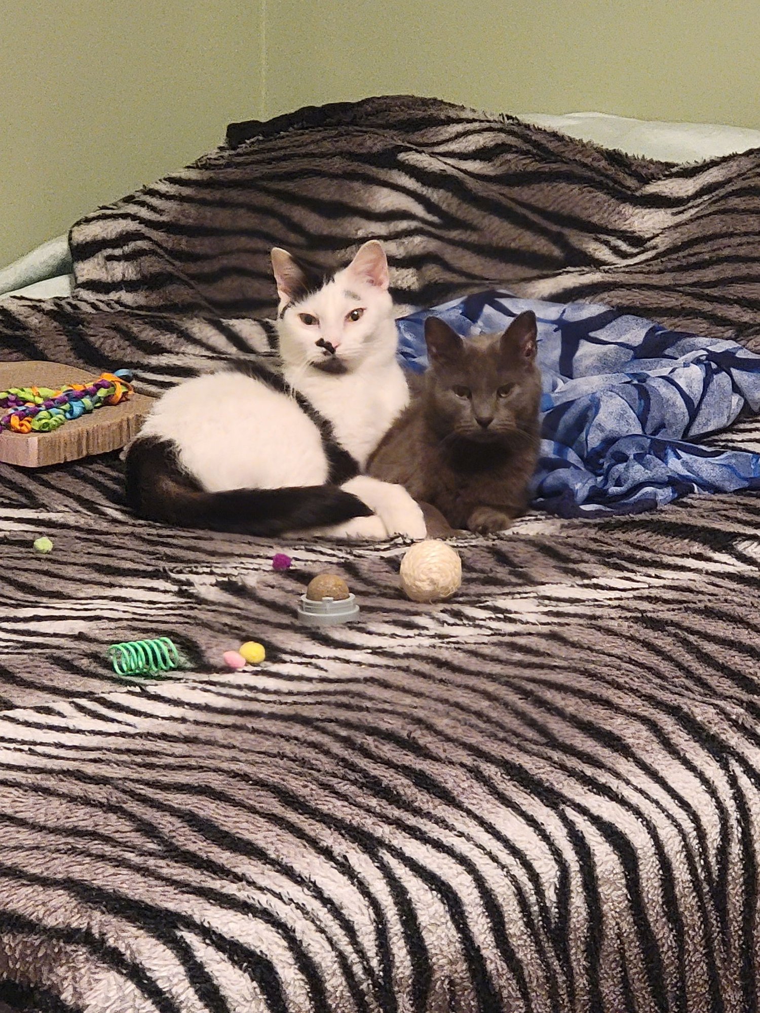 Daisy (Bonded w/Mirabel Available 2/10/26) - Photo 6