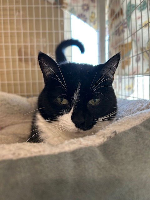 MACARONI (AKA BELLA) - Domestic Short Hair available for adoption