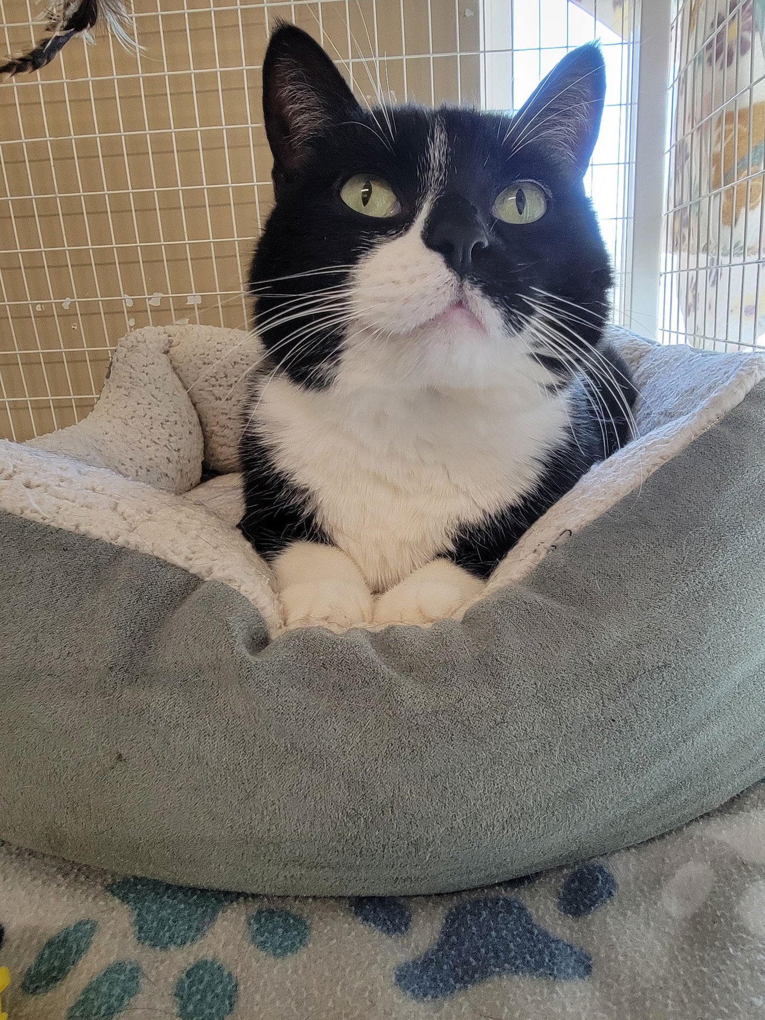 MACARONI (AKA BELLA) - Domestic Short Hair available for adoption