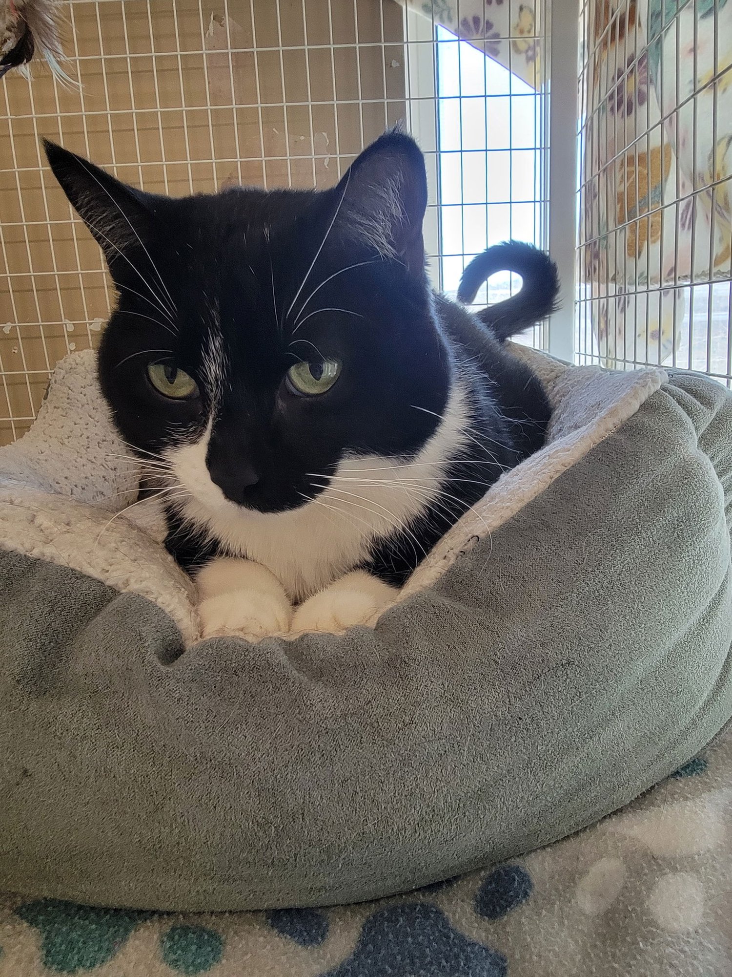 Macaroni (aka Bella) - Photo 3