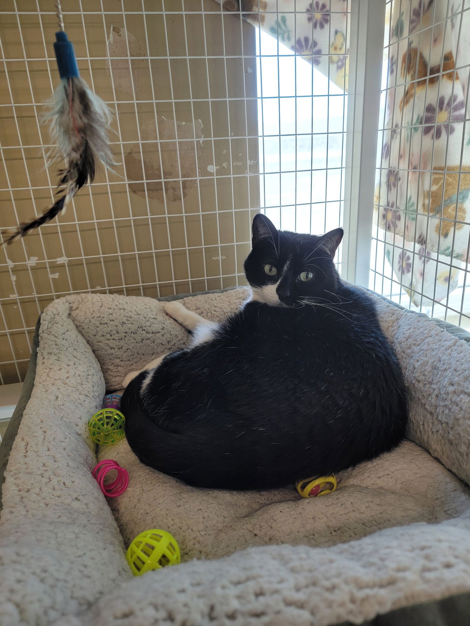 Macaroni (aka Bella) - Photo 4