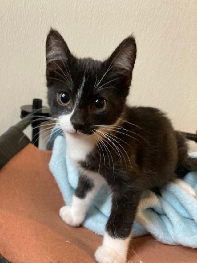 Macaroni (aka Bella) - Photo 5