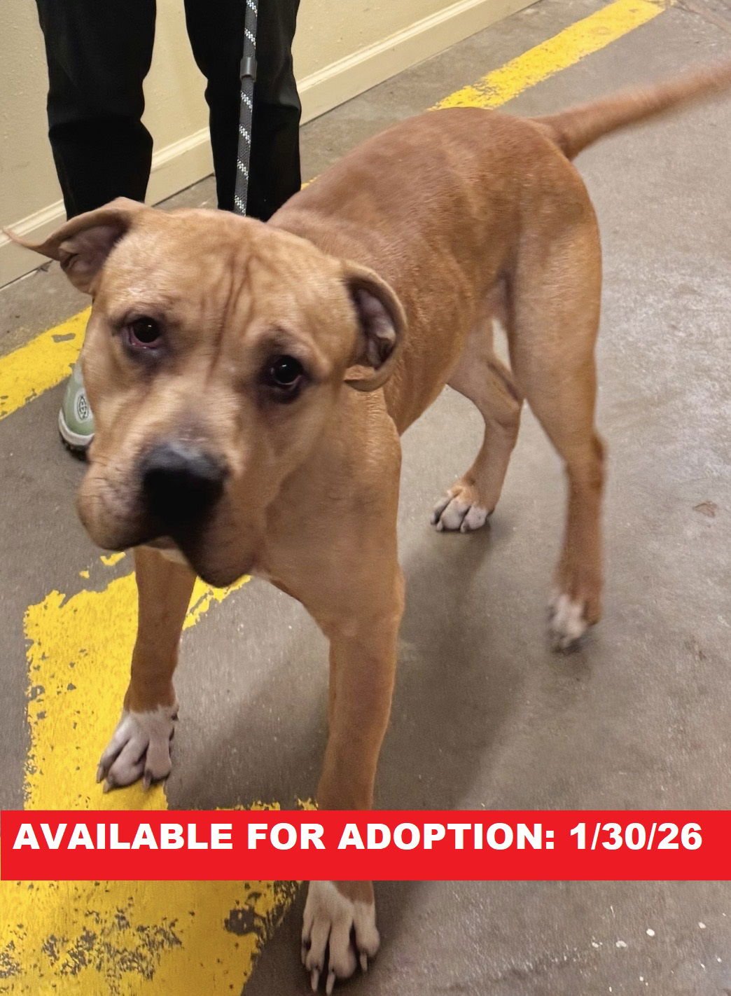 MAVERICK - American Bulldog available for adoption