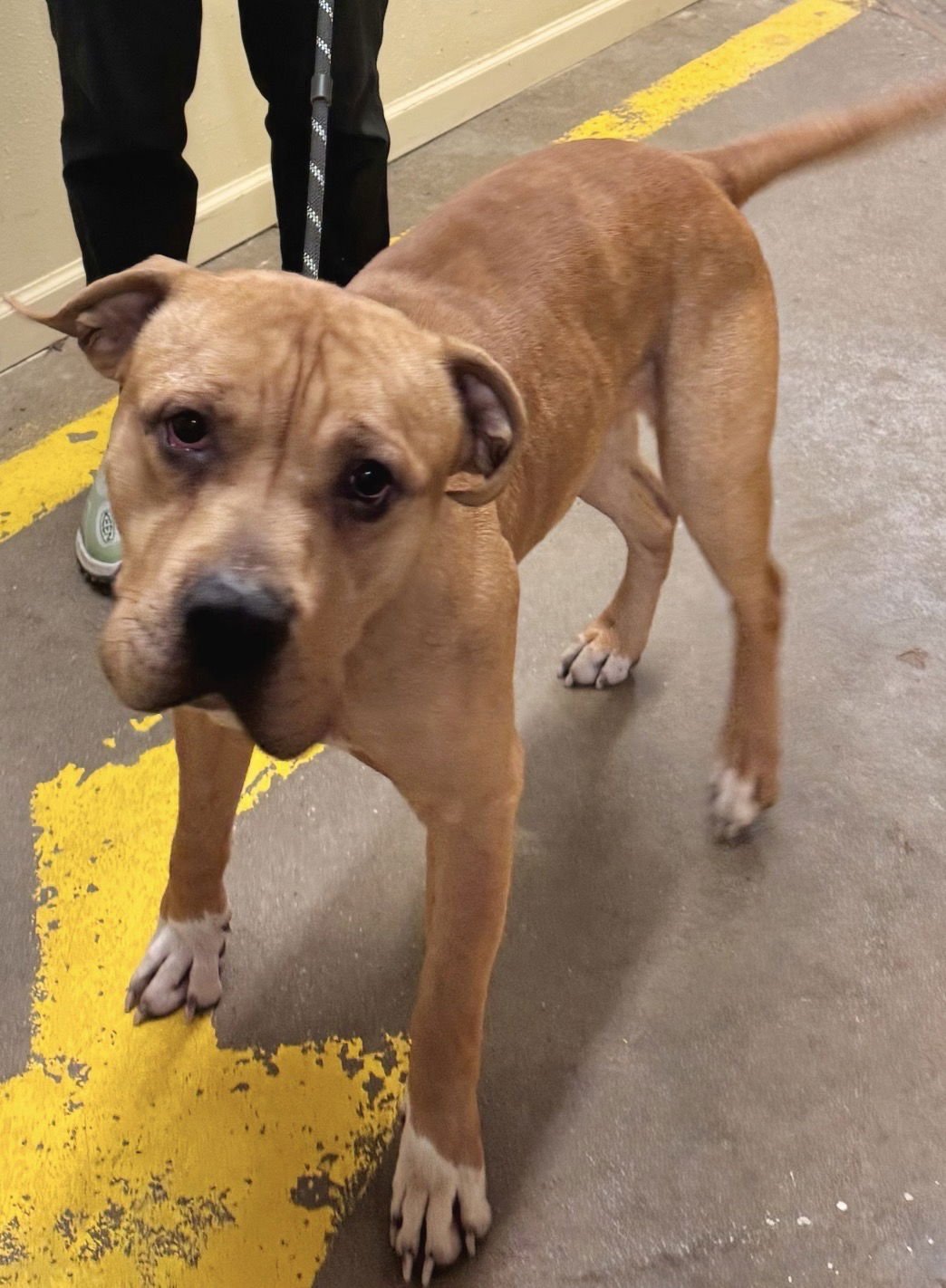 MAVERICK - American Bulldog available for adoption