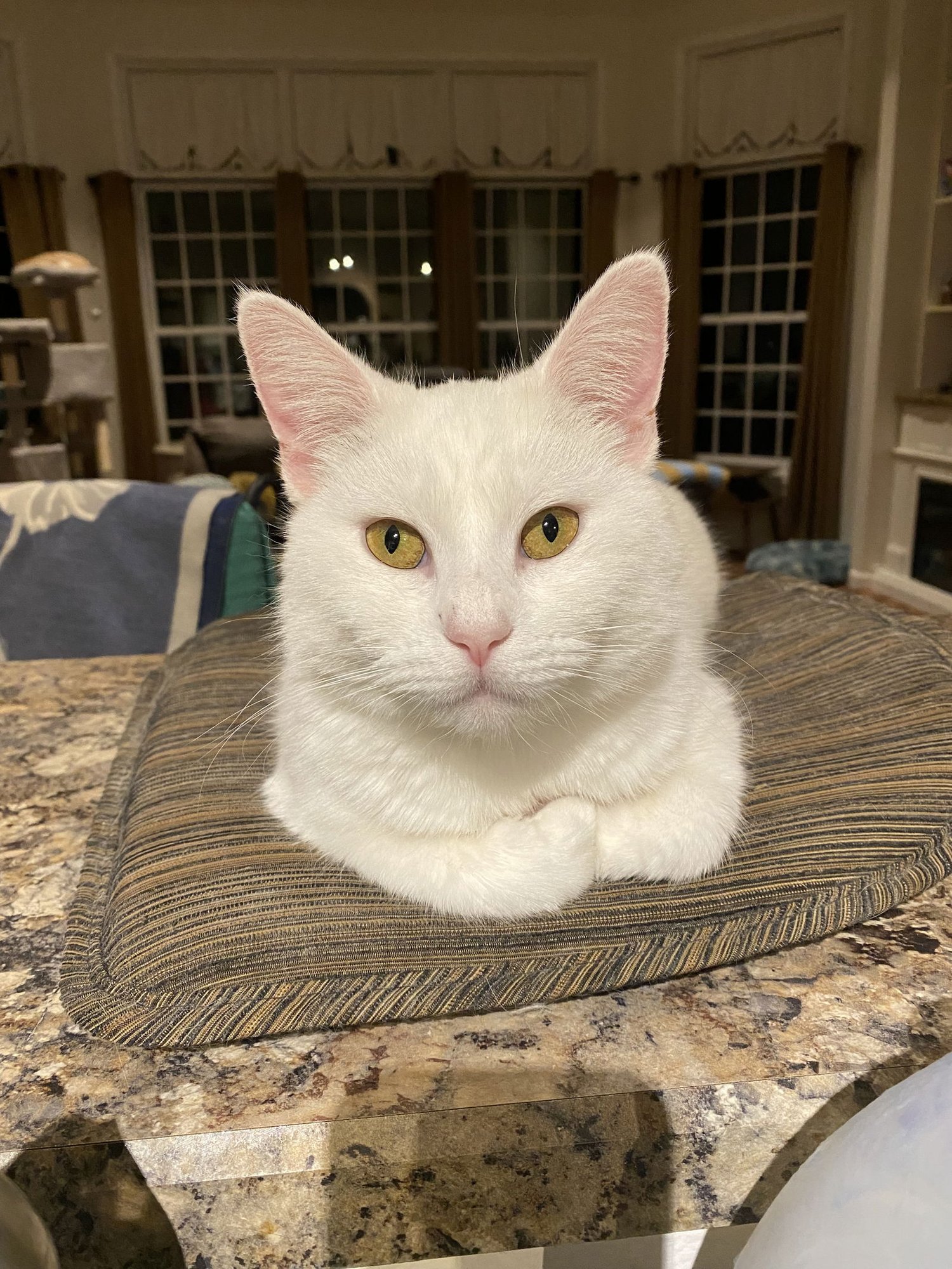 PEARL - Domestic Short Hair available for adoption