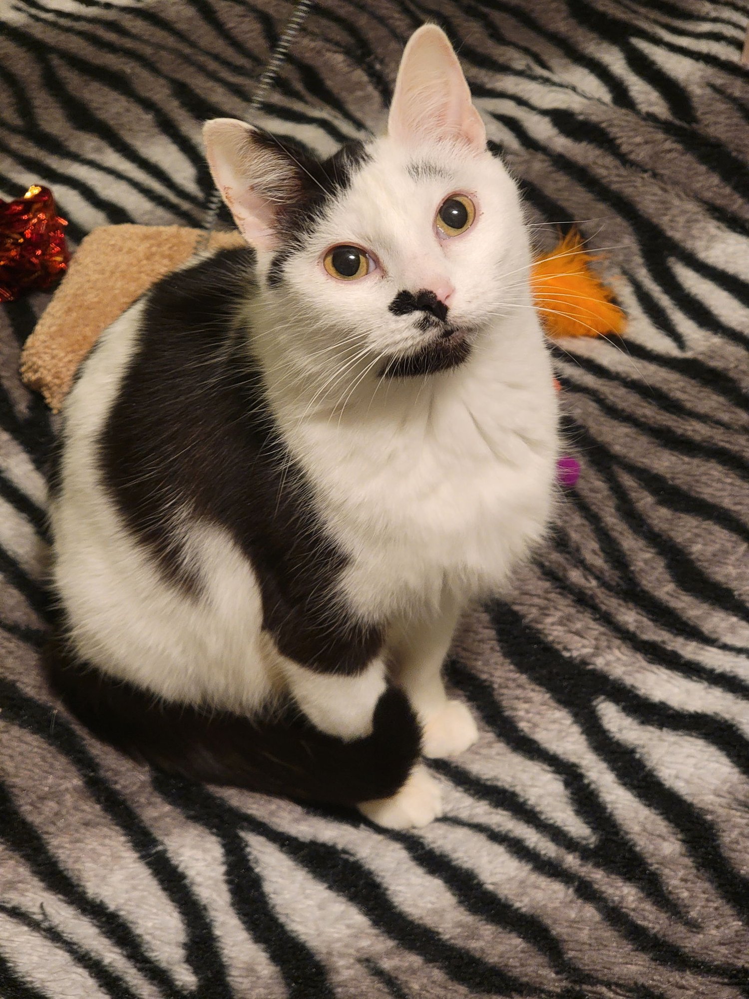 MIRABEL (BONDED W/DAISY AVAILABLE 2/10/26) - Domestic Short Hair available for adoption