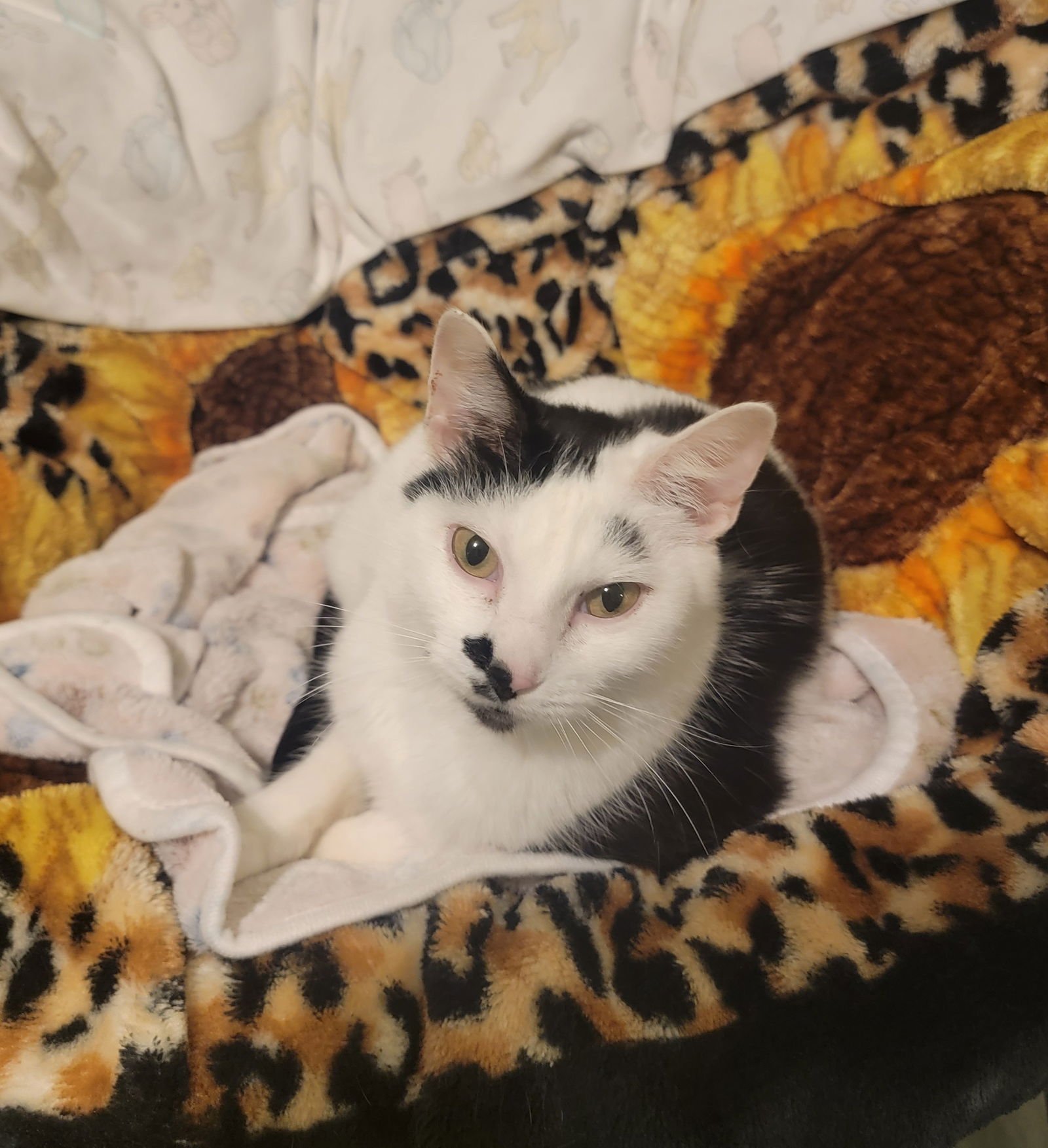 MIRABEL (BONDED W/DAISY AVAILABLE 2/10/26) - Domestic Short Hair available for adoption