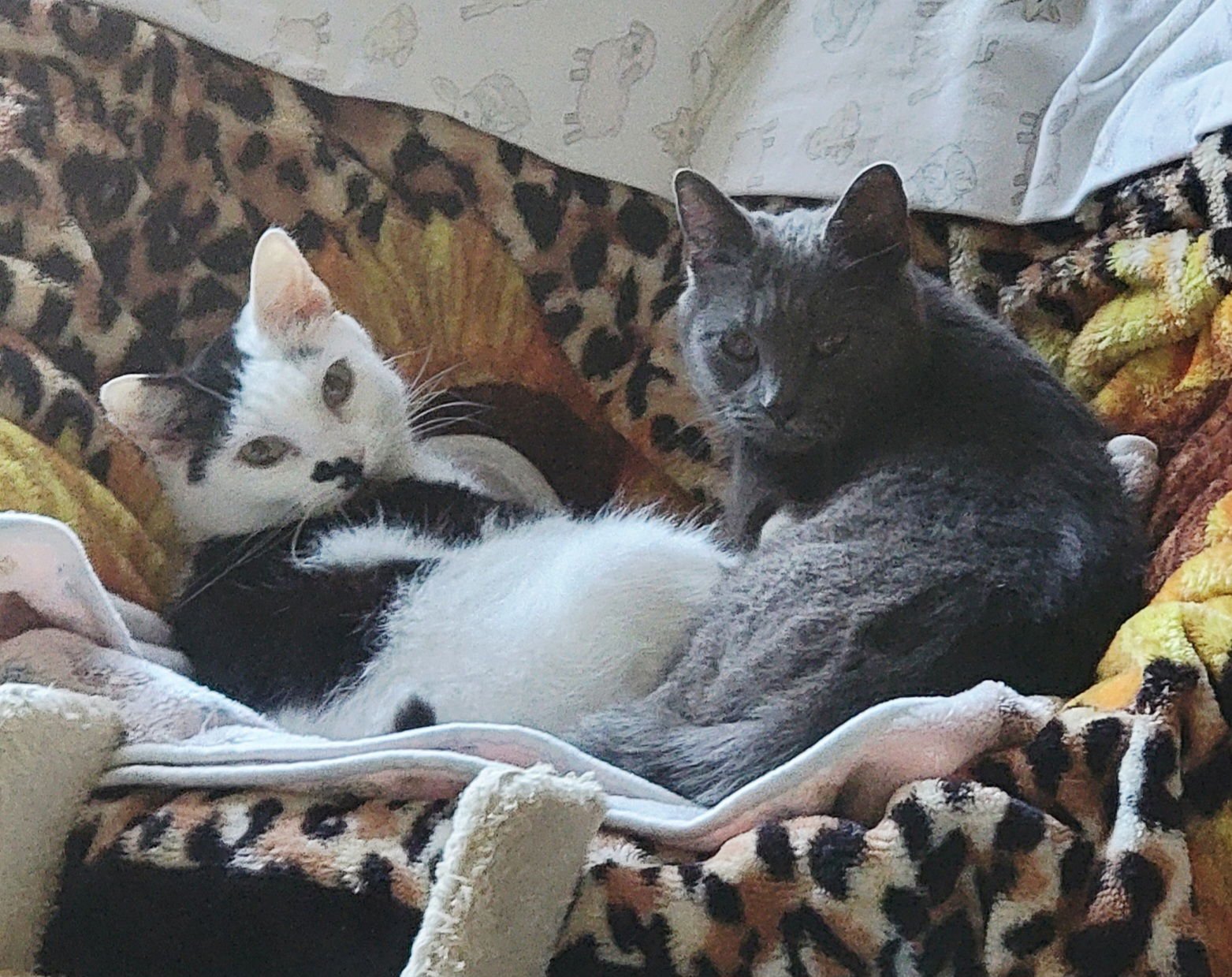 Mirabel (Bonded w/Daisy Available 2/10/26) - Photo 5