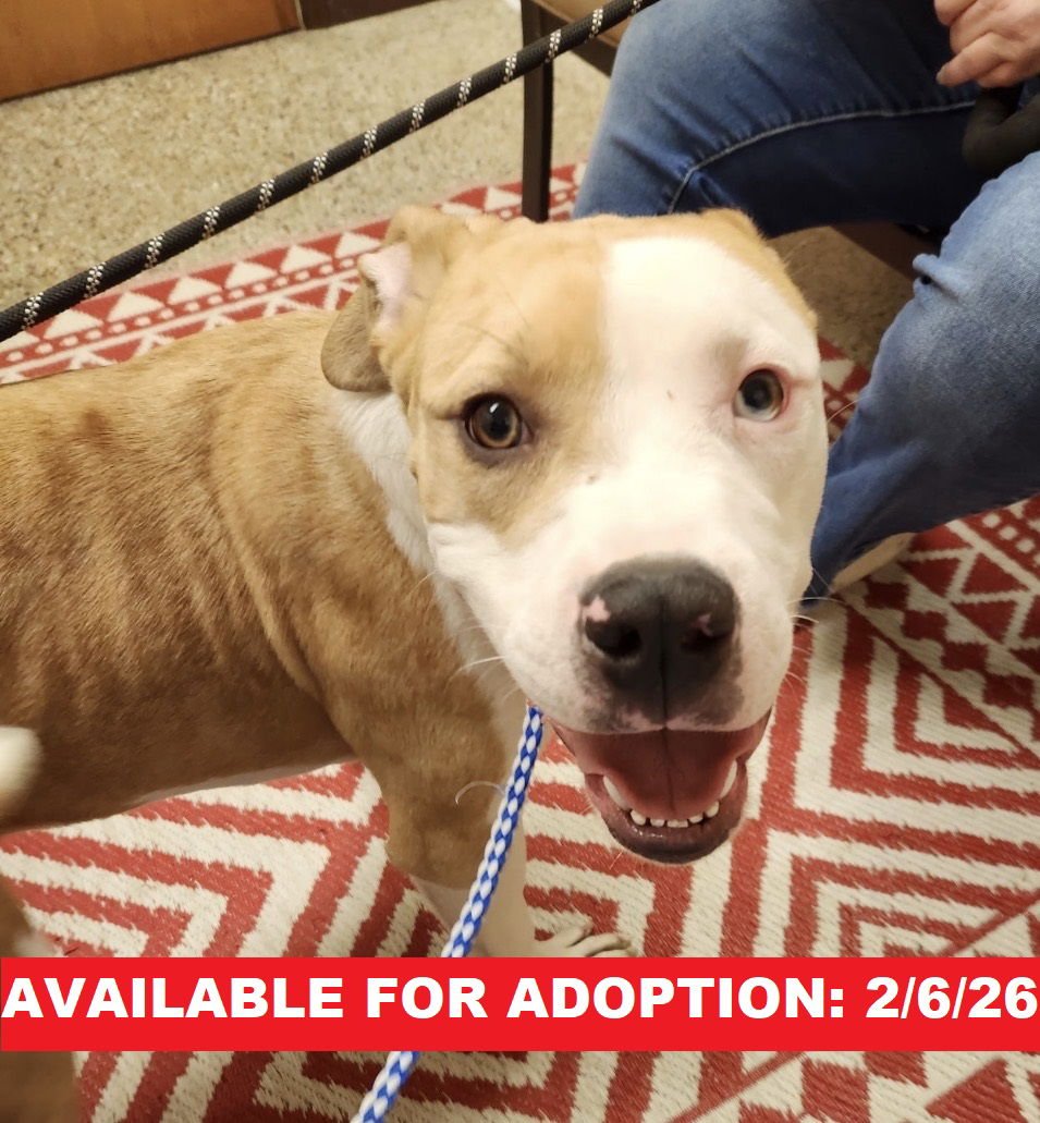 ICEMAN - American Bulldog / Cane Corso Mastiff available for adoption