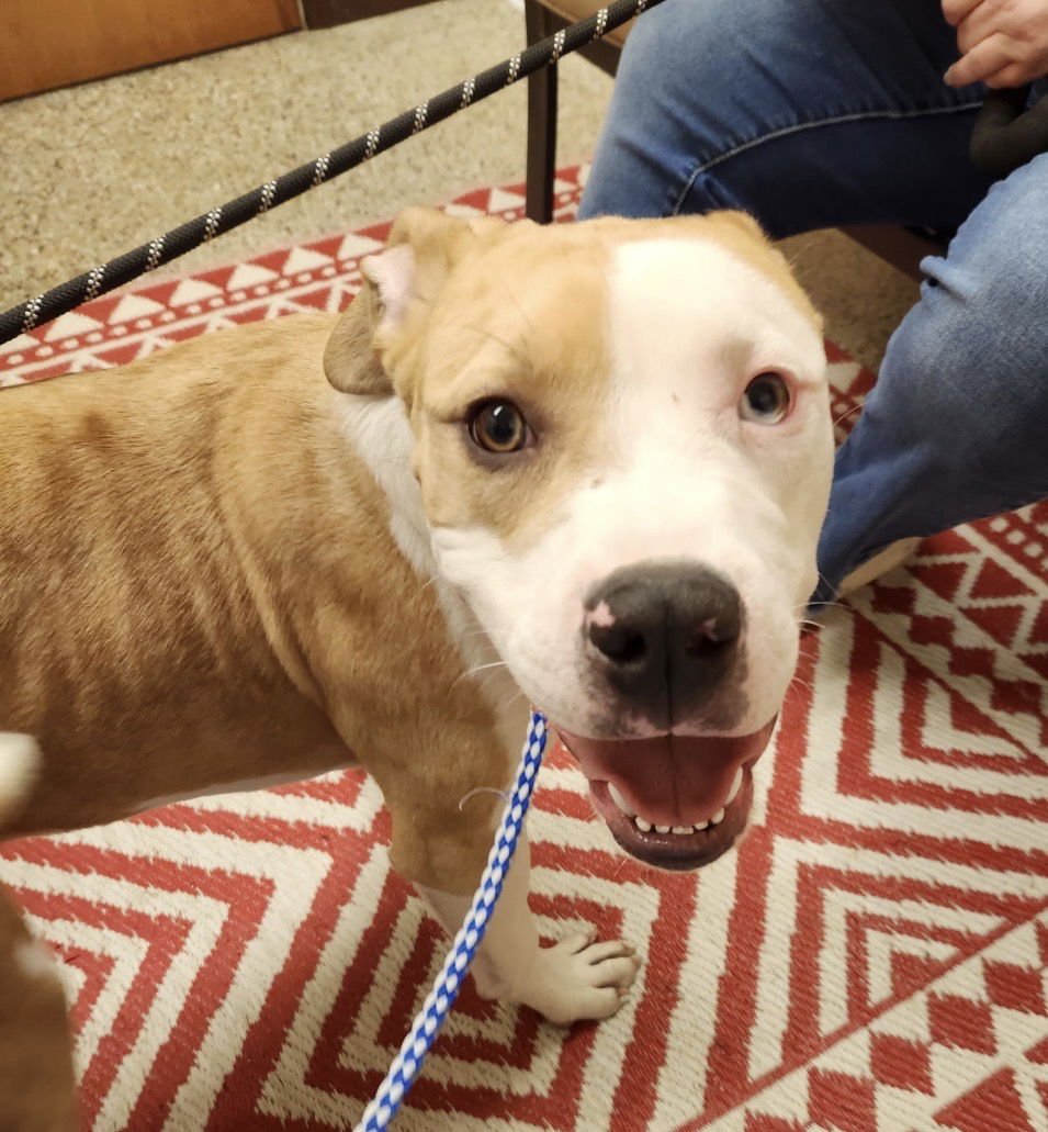 ICEMAN - American Bulldog / Cane Corso Mastiff available for adoption