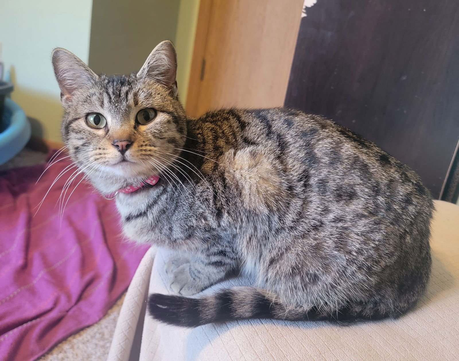 MINNIE (AVAILABLE 2/13/26) - Domestic Short Hair / Tabby available for adoption