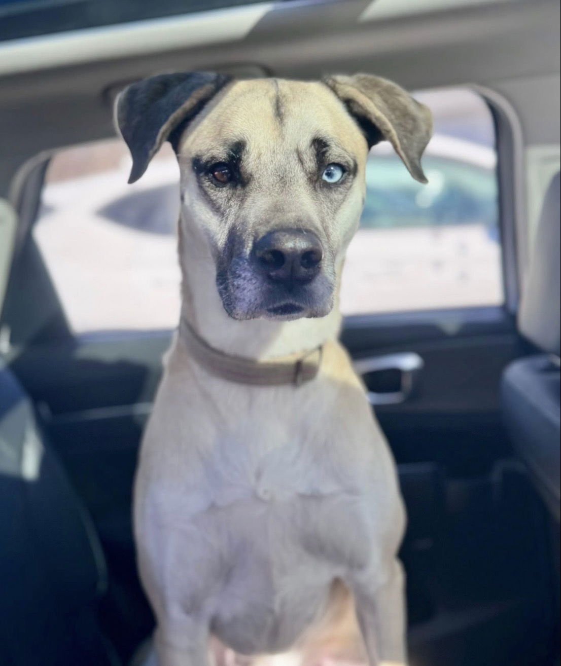 CEAZER - Shepherd / Mastiff available for adoption