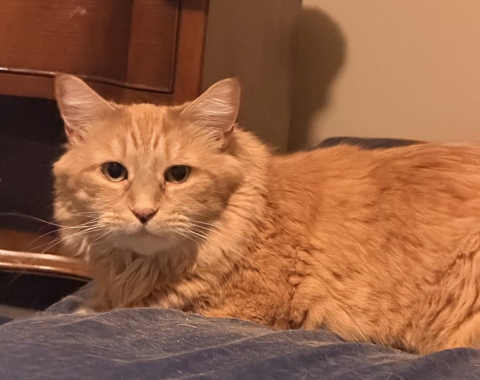 Tigger* Image
