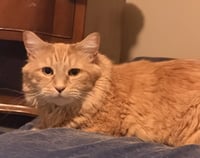 Tigger* - Photo 1