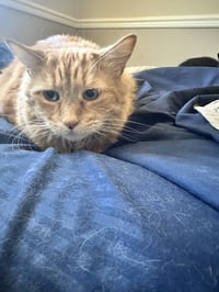 Tigger* - Photo 2