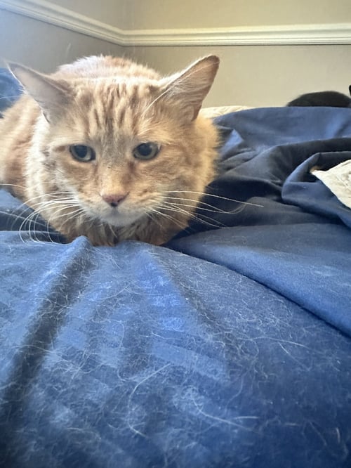 TIGGER* - Domestic Long Hair available for adoption