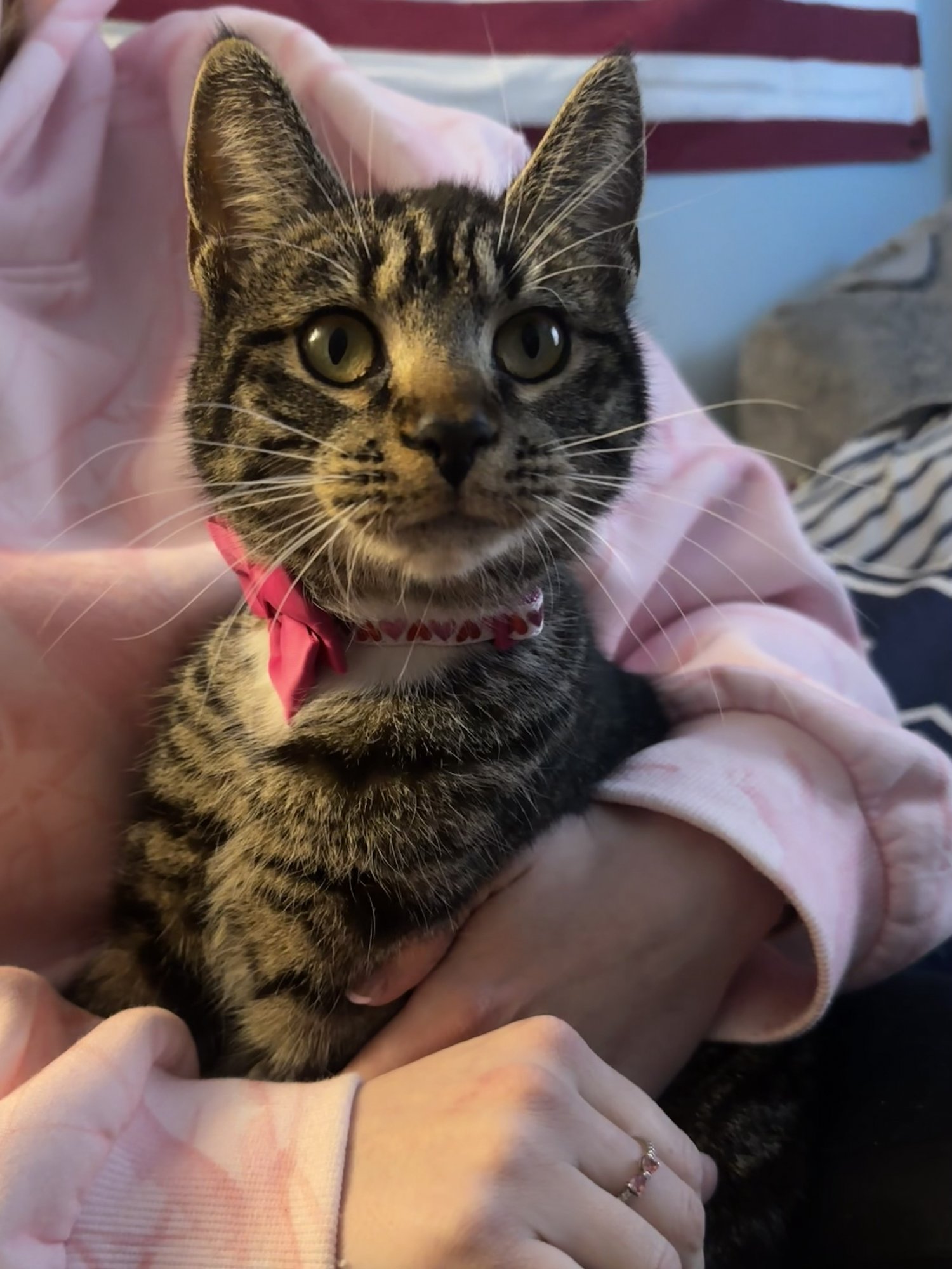 CHARLOTTE* - Domestic Short Hair available for adoption