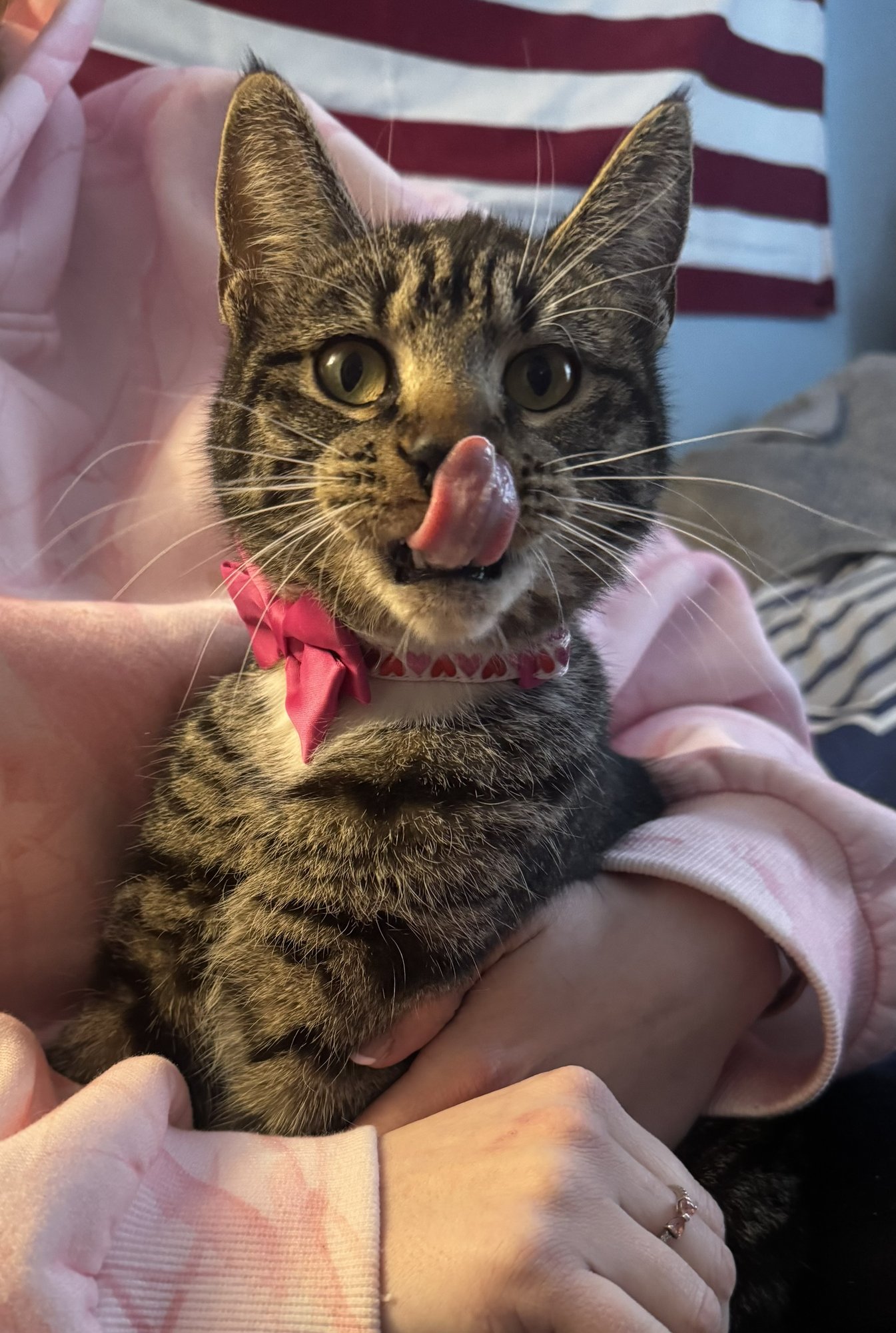 CHARLOTTE* - Domestic Short Hair available for adoption