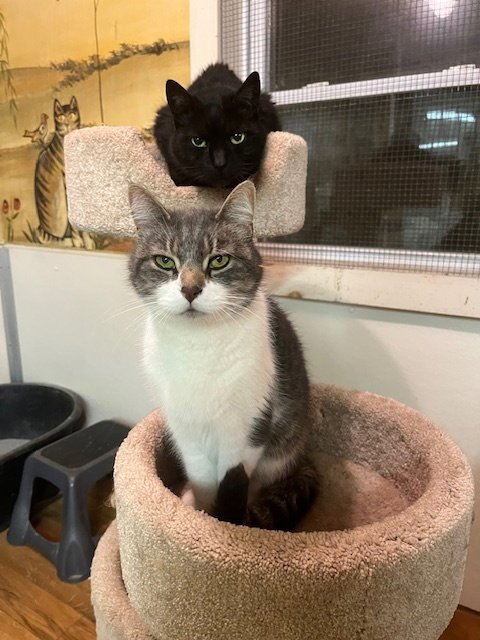 QUINN - Domestic Short Hair for adoption in Bethlehem